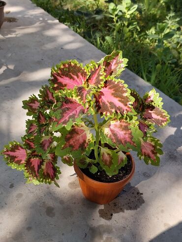мел для школы: Колеус (Coleus) — это яркое декоративное растение, которое прекрасно