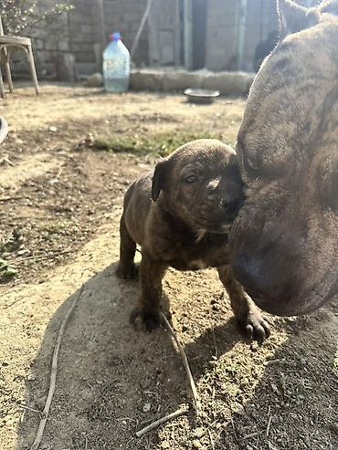 pitbul gence: Salam Pitbull big monster balalar 35 günlükdür qurd dermanlari verilib — 7