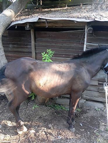 Продаю | Жеребец