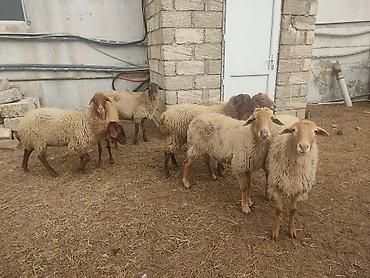 Qoyunlar, qoçlar: Dişi, il: 1, Damazlıq — 10