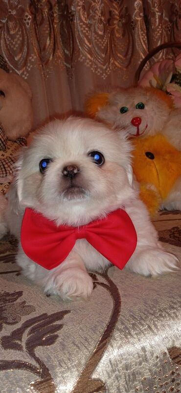 cins inekler: Pekines, 1 ay, Dişi