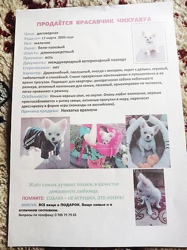 мини собака: Щенок чихуахуа светлого окраса. Миниатюрный малыш с крупными стоячими — 9