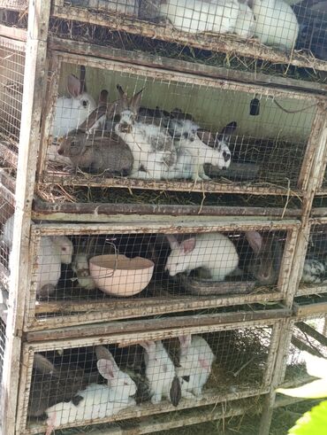 айгыр сатылат: Продаю кроликов 2,5 месяца 350 сом село Петровка