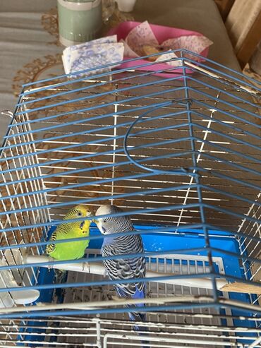 Qəfəslər: Ev dalğalı tutuquşu dəsti - İki ədəd dalğalı tutuquşu (bir — 9