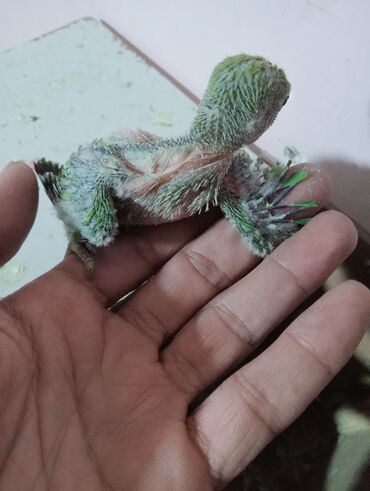 Tutuquşları: Bala veren cütler.Yuvaas bala al Tam sağlam quşlardı.Üiymət.topdan — 4