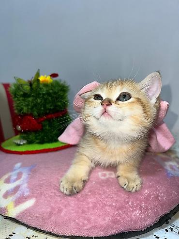 Pişiklər: Britan — 6