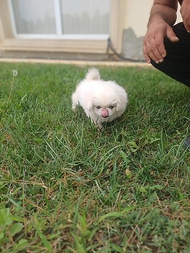ag baliq qiyməti: Pekines — 2