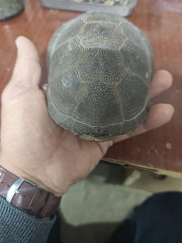 acar seti: Məhsul: Şüşə şprislər və iynə ucları dəsti Təsvir: - Həcm: 20 ml şüşə — 8