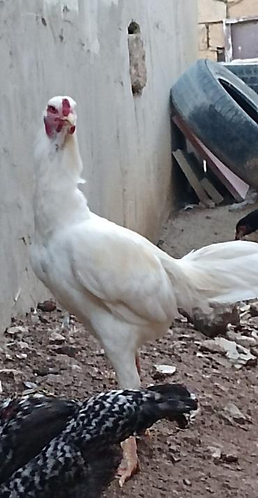 Xoruzlar: Xoruz, il: 1, Ünvandan götürmə — 4