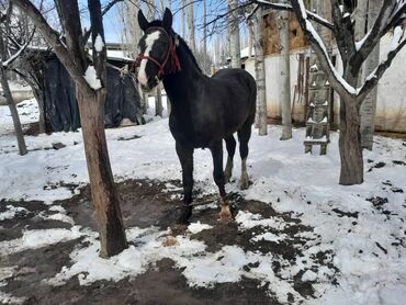 продаю жылкы: Сатам | Жылкы (эркек) | Ат спорту, Көбөйтүү үчүн | Асыл тукумдуу