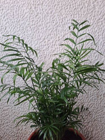 Ostale kućne biljke: Filadendron Brasil, velika biljka sa prve slike je 800, Yucca, Drvo — 12