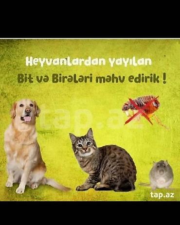 kükürd ilan: Görülən Bütün xidmətlərə zəmanət…!!!! Tarakan Qarişqa Bit-Birə Milçək — 4