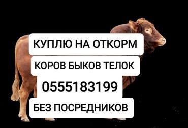 продам бычков: Сатып алам | Уйлар, букалар, Жылкылар, аттар, Башка а/ч жаныбарлары | Күнү-түнү, Бардык шартта, Союлган