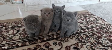 Pişiklər: Şotland, Erkək, Dişi, Yaxşı əllərə, Pulsuz çatdırılma