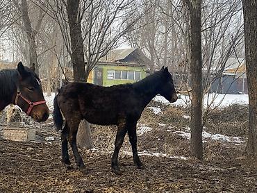 Лошади, кони: Продаю | Жеребенок | Полукровка | Рабочий — 3