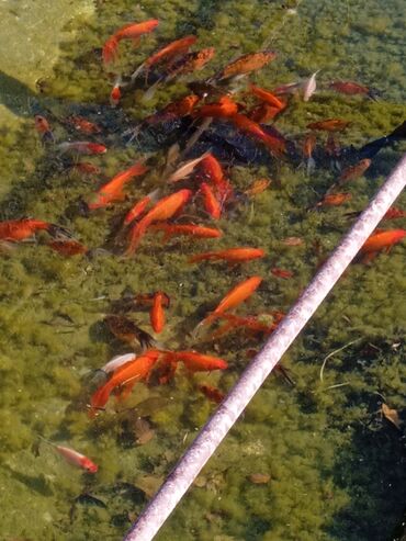 поводок для собак: Hovuzlarda saxlamağa qizil balıqlar tan saglam