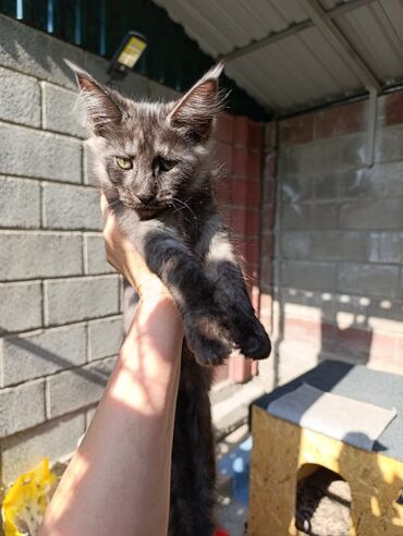 мейн кун бишкек питомник lyubushka купить котенка цена фото: Мейн-кун, 2 месяца, Девочка