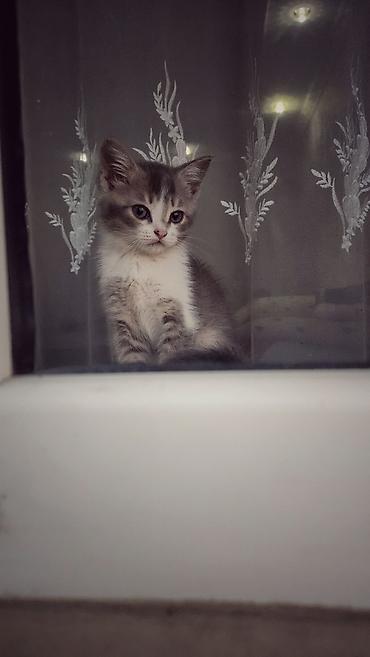 сибирские кошки: Котёнок, окраска серо-белая (биколор с белой грудкой и лапками) — 2