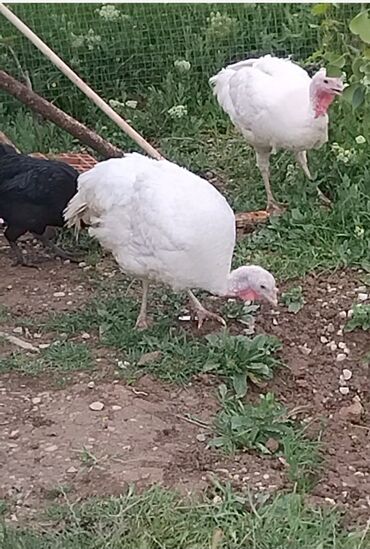 induska yumurtasi: Dişi, Kanada, Yumurtalıq, Pulsuz çatdırılma