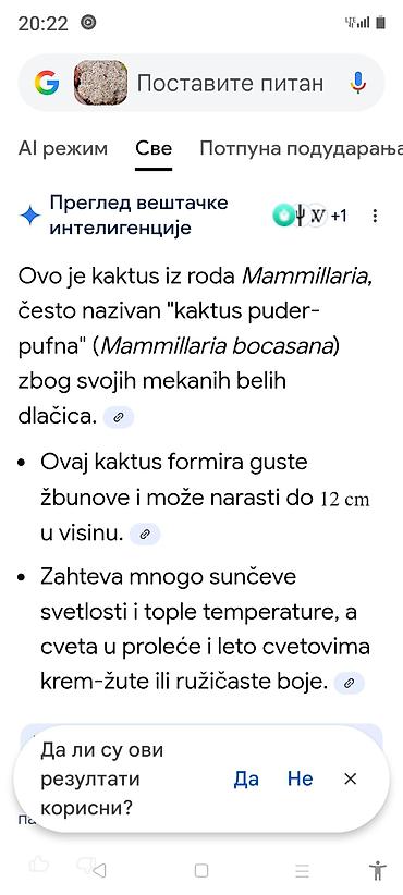 Ostale kućne biljke: Sobne i ukrasne biljke u saksijama – više vrsta - Syngonium — 25