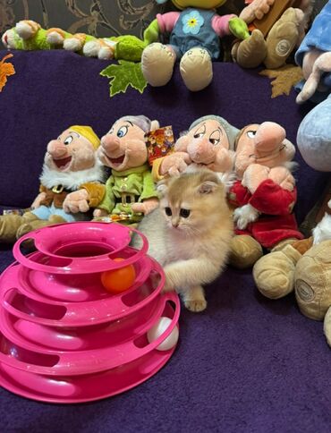 pişik tualeti: Qızıl şinşilla, Dişi, Yaxşı əllərə, Ünvandan götürmə