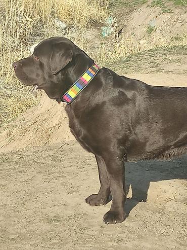 Вязка собак: Вязка: Лабрадор-ретривер, Самец, 5 лет, С родословной — 15