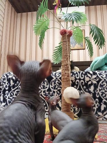 Pişiklər: Sfinks, Erkək, Dişi — 6