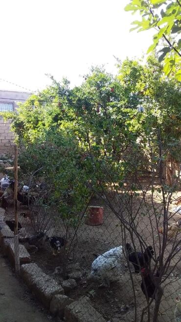 Bağ evlərinin satışı: Digah, 120 kv. m, 4 otaqlı, Hovuzsuz, Kombi, Qaz, İşıq — 4