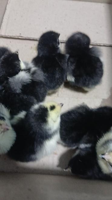 Digər quşlar: Her nov cuce satişi. xarkov çil 2m xarkov 1.50m atkas 3m avstroluq 3m — 12