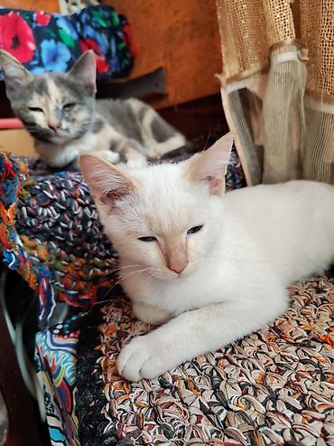 Продажа кошек: Котята домашние, разного окраса: - Черно‑белые (маска на мордочке — 2