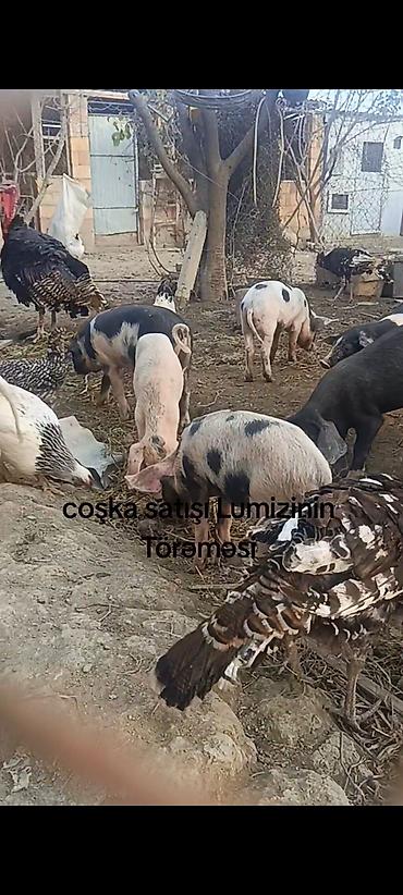 Digər kənd təsərrüfatı heyvanları: Məhsul: “Lumizinin törəməsi” coşka (donuz balaları) satışı Təsvir: - — 1