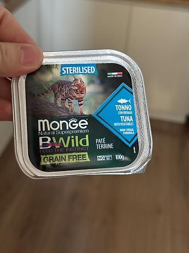 Зоотовары: Продается котик 1 год Привитый, Проглистованный, Кастрированный — 7