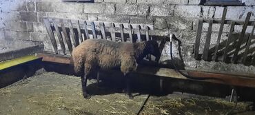 Товары для с/х животных: Самец, Qala, лет: 2, 80 кг