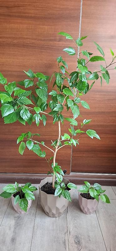 hilba bitkisi nedir: Hibiskus (Çin qızılgülü) otaq bitkisi – ana bitki və 2 ədəd — 4