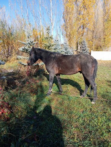 купить щенка добермана из питомника: Продаю | Конь (самец) | Рабочий