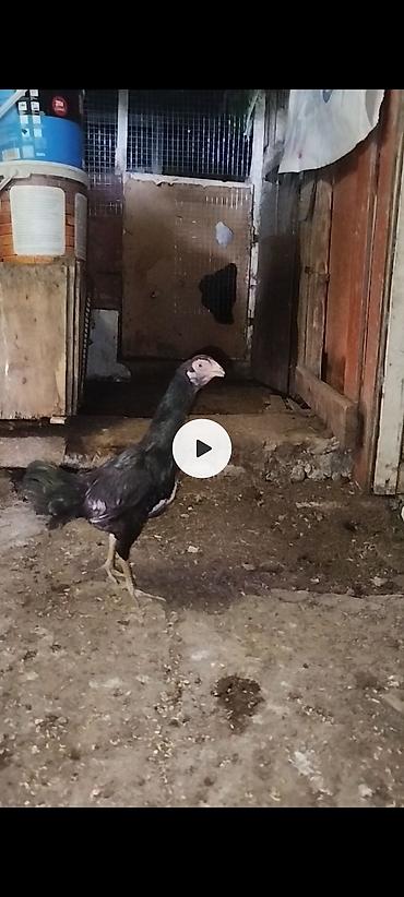 heyvanlar quslar: Salam aleykum super cins qanlı fere satılır bir terefi qara mahmız — 2