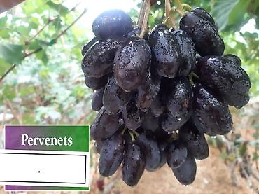 Meyvə və giləmeyvə: Məhsul: Qırmızı/çəhrayı süfrə üzümü (salxım) - Böyük, sıx salxımlar; — 11