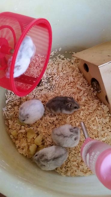 купить хорька в баку: Cunqariklər ələ öyrəşiblər sağlamdılar Zoo maqazin deyil özüm — 3
