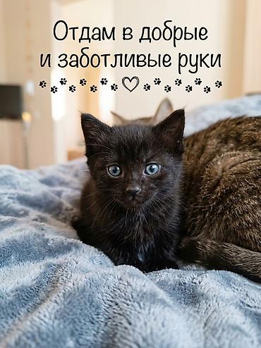 породистые кошки: 3 месяца, Мальчик — 1