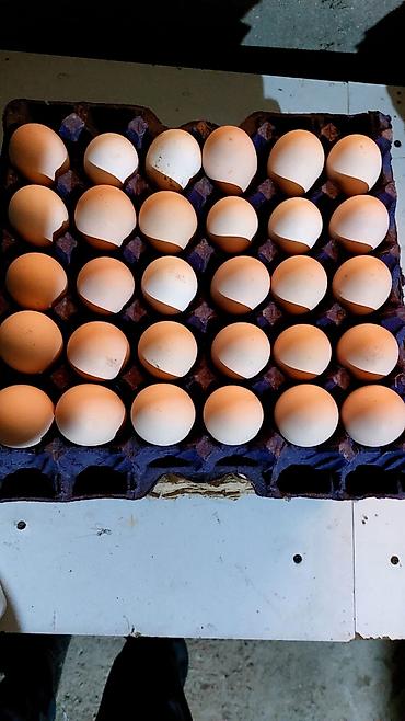 Toyuqlar: Toyuq, Australorp, Damazlıq, Ünvandan götürmə — 7