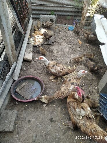 Животные: Продаю семейку 4больших 16утят в Токмаке