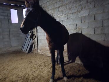 Лошади, кони: Продаю | Кобыла (самка) | Рабочий — 14