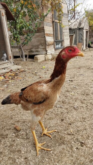 Toyuqlar: 7 aylıq fərədi — 10