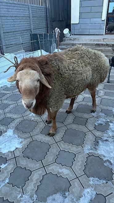 Баран, овца: Продаю | Баран (самец) | Арашан | Для разведения | Племенные — 8