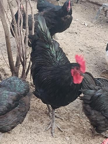 çin aslanı: Toyuq, Yumurtalıq — 1