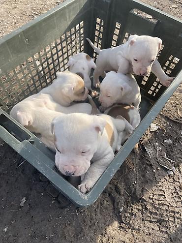 Продажа собак: Питбуль, 1 месяц, Самец at lalafo.kg — 2 Продажа собак: Питбуль, 1 месяц, Самец — 2