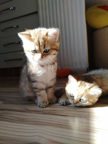 шиншилла котенок: Qızıl şinşilla, Erkək, Yaxşı əllərə, Ödənişli çatdırılma, Ünvandan götürmə