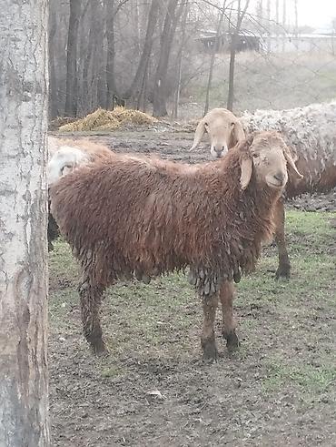 Баран, овца: Продаю | Овца (самка) | Для разведения — 4