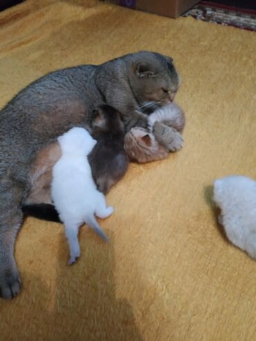 Pişiklər: Britan — 7