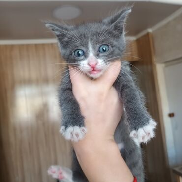Коты: Отдаём котёнка мальчик (месяц)
в добрые руки
